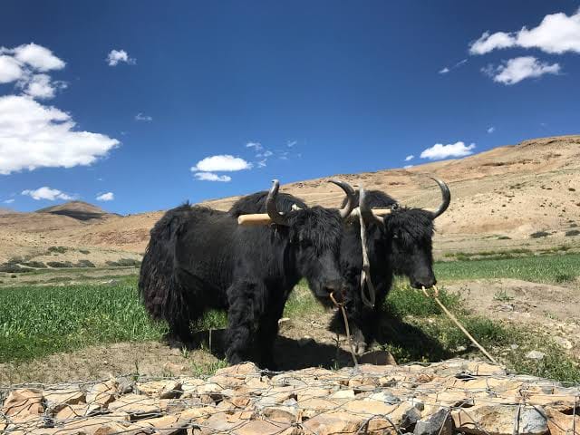 yak-in-spiti