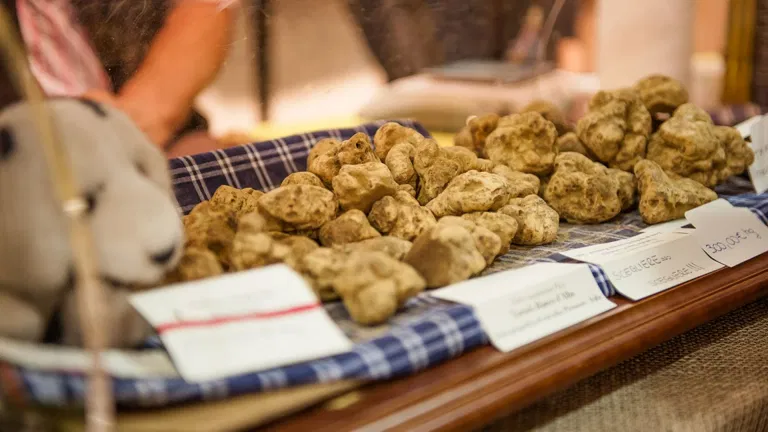 alba-white-truffle-festival
