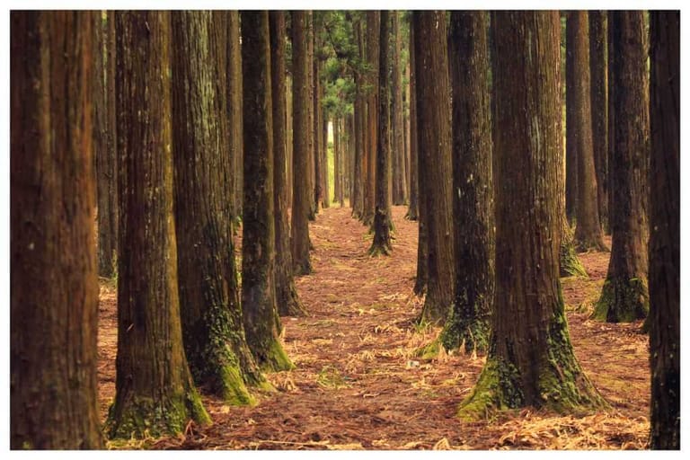 malki-forest