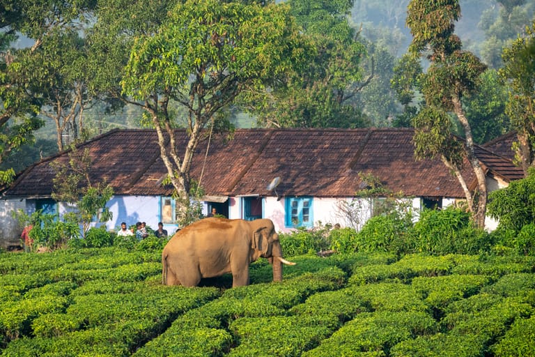 Palakkad 