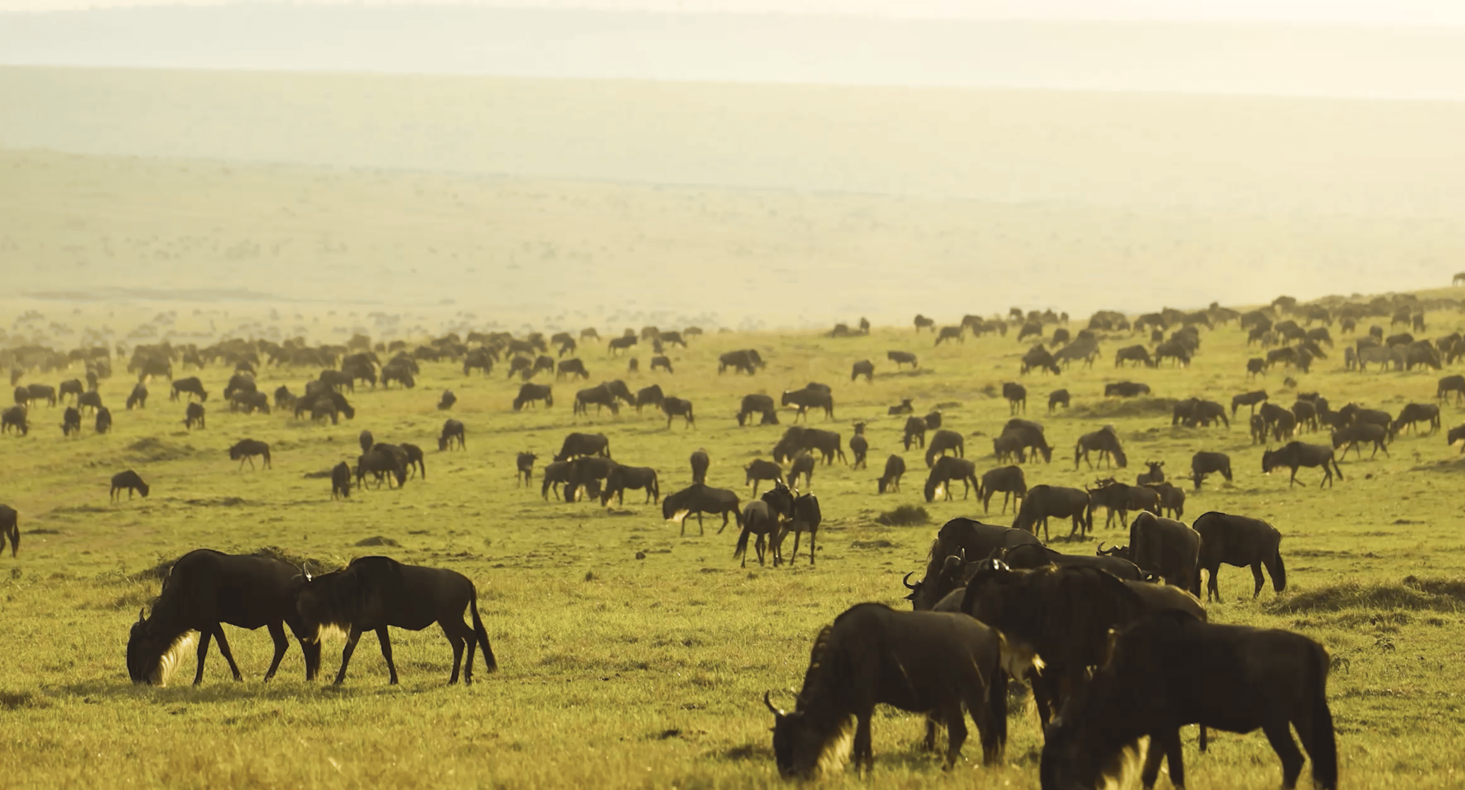 Premium Wildlife Expeditions: From Masai Mara To Royal Ranthambore